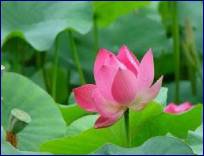 Written with SASuite