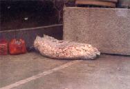 Image for article Proche de la mort à cause de la persécution : Photographies du pratiquant M. He Xuezhao de la province de Hunan (Photos)