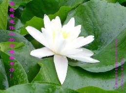 Image for article Les pratiquants de Falun Dafa en Chine souhaitent une Bonne et Heureuse Année chinoise au Maître ! (5)