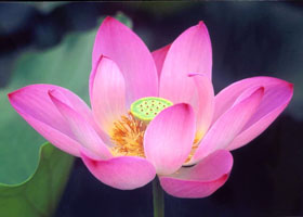 Image for article J'ai remboursé une vieille dette après avoir commencé à pratiquer le Falun Gong