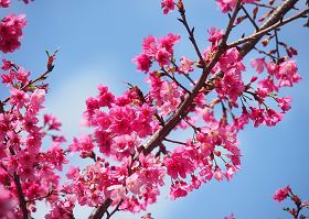 Image for article [Œuvre sélectionnée]  Musique pour orchestre : Des milliers d'années d'attente