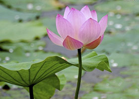 Image for article La persévérance au cours de 15 années de persécution : une question de foi et de choix