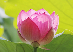 Image for article L'histoire de Mme Xin : Guérir d'un cancer en phase terminale