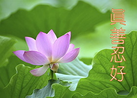 Image for article Mon point de vue sur le Falun Gong : de l'indifférence à être vraiment touchée