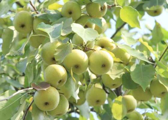 Image for article Le Falun Dafa et mon verger