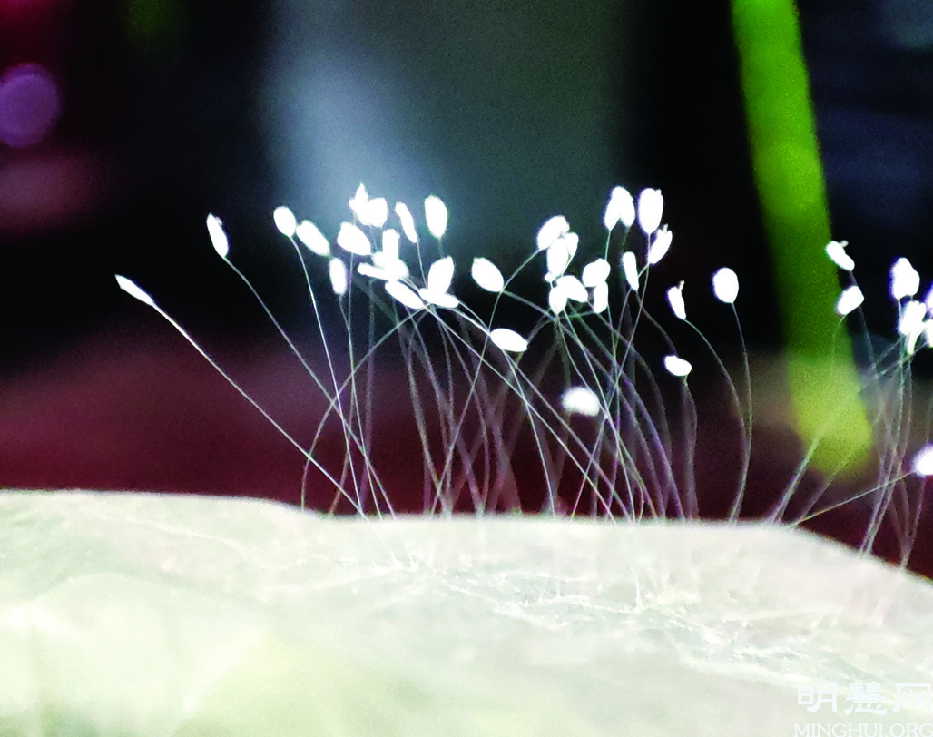 Image for article Des fleurs d'Udumbara fleurissent depuis neuf mois