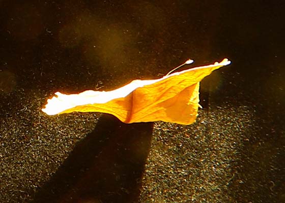 Image for article Un travail photographique : Une fleur d’Udumbara miraculeuse