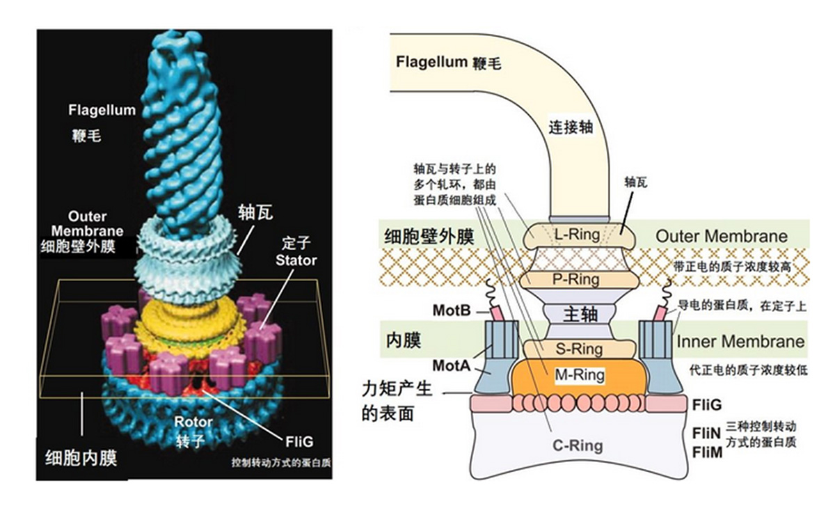 Image for article Darwin et les failles dans sa théorie de l’évolution (2<SUP>e</SUP> partie)